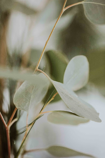 A close-up shot of delicate green leaves showcasing the beauty of nature.