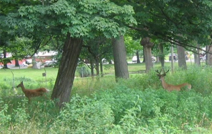 Vermont Veterans' Home Domiciliary