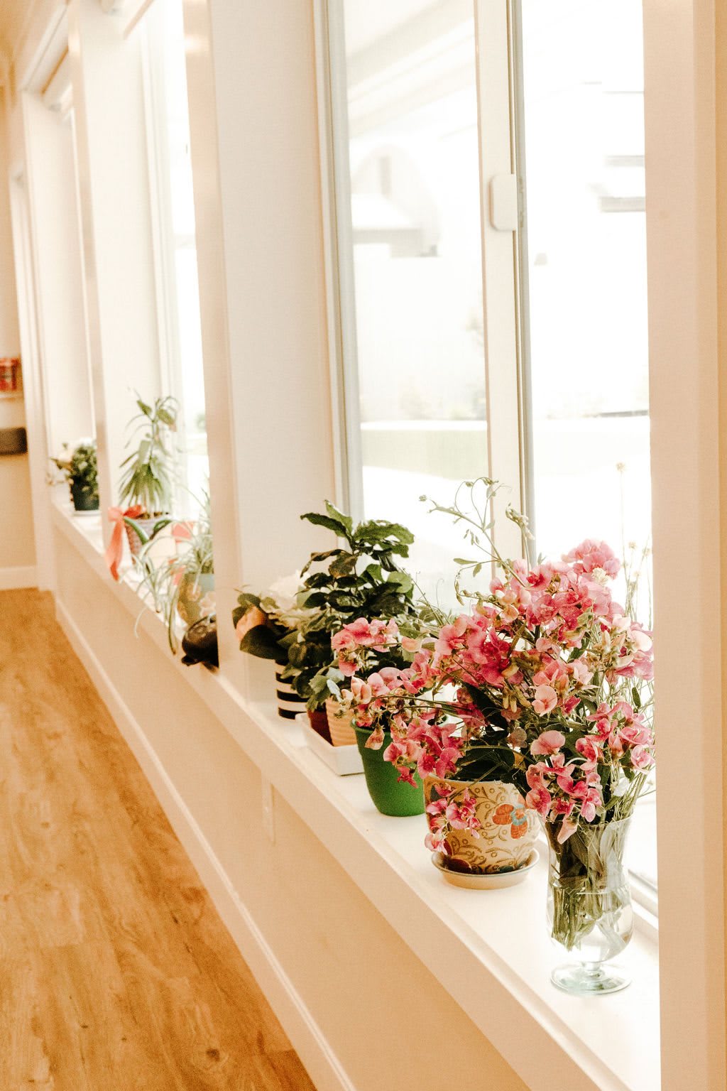 A bright window sill adorned with various potted plants and flowers.