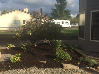 A garden with various plants and a tree near a house, with a trailer visible in the background.