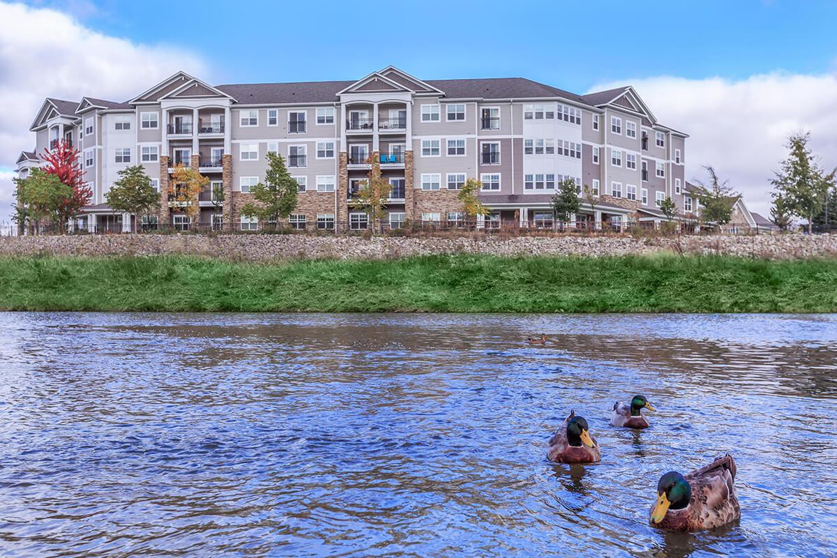 People swimming in a river with an apartment building in the background.