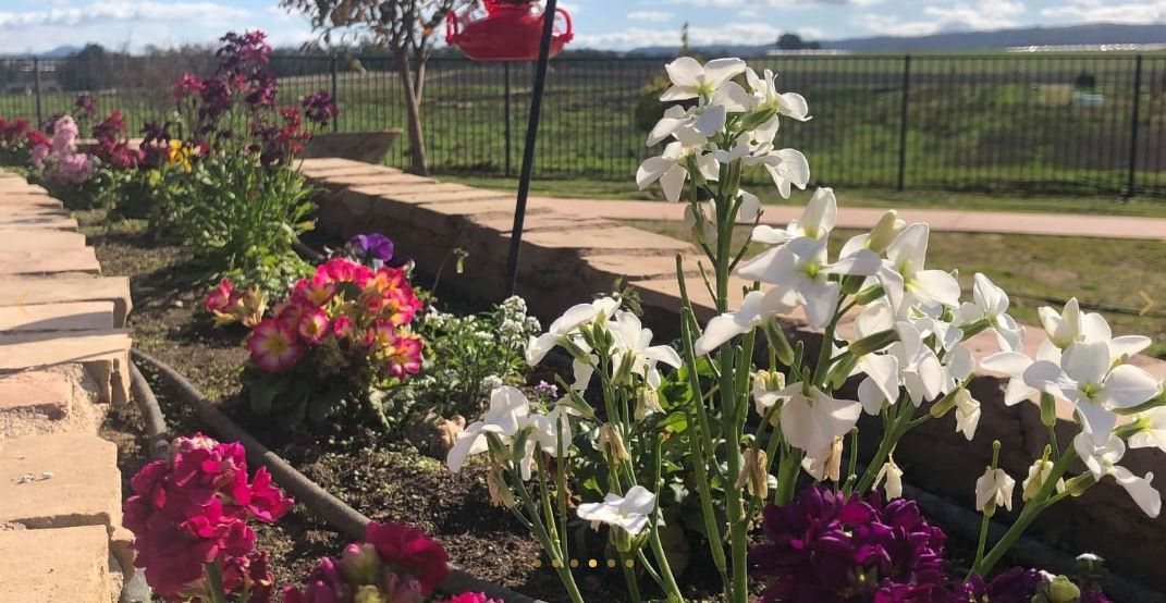 A vibrant garden with blooming irises and various colorful flowers under a clear sky.