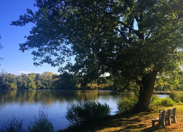 A serene lakeside view with lush green trees and clear blue sky.