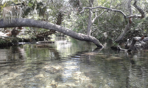 A serene view of a river with a gracefully arched tree branch reaching over the calm waters.