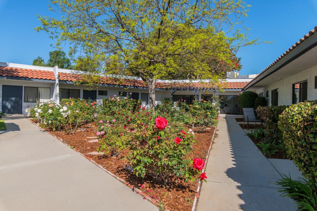 A vibrant garden with blooming roses, surrounded by a pathway and trees on a sunny day.