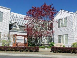 A residential house with a tree in the front yard and a well-kept garden.