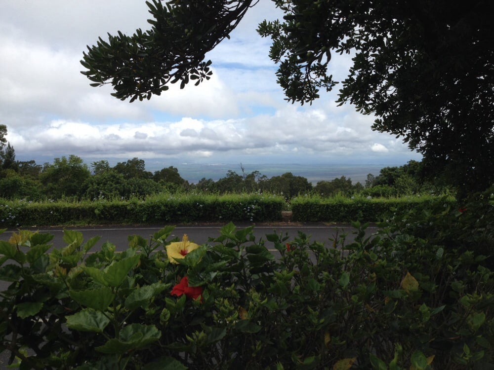 A serene view of a vineyard under a cloudy sky, framed by lush foliage and vibrant flowers.