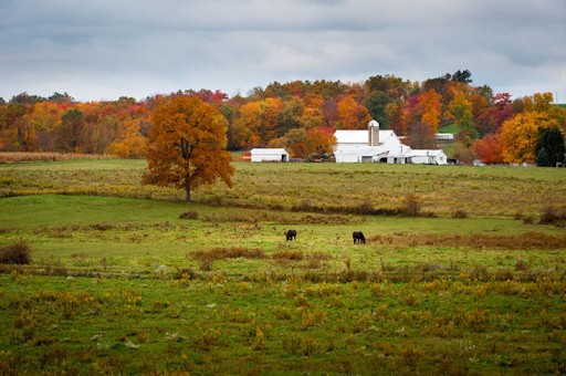 A serene autumn scene on a farm, featuring vibrant foliage and grazing livestock.