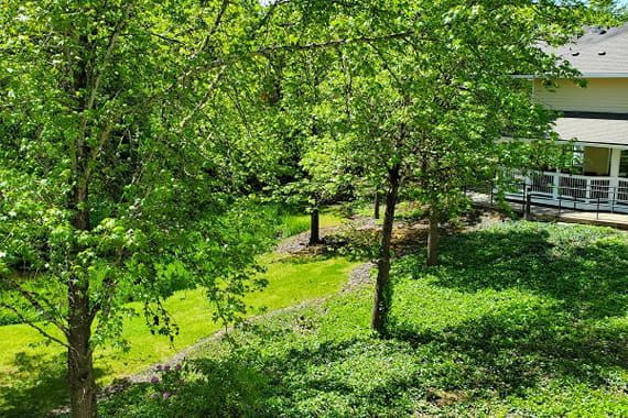 A serene view of a sunlit forest with a winding pathway surrounded by lush greenery.