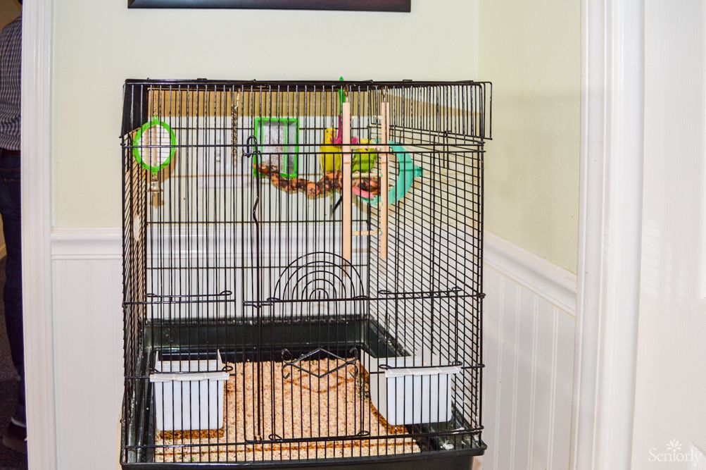 A parrot perched inside a bird cage in a corner of a room.