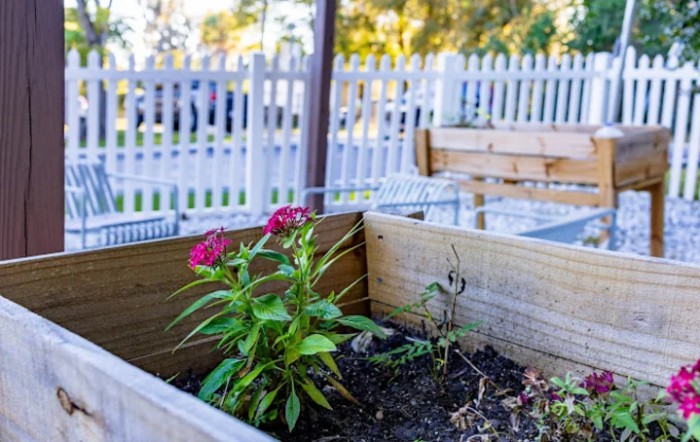 A vibrant flower grows in a wooden planter box in a garden setting.