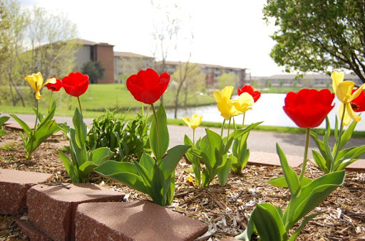 A vibrant display of red and yellow tulips blooming by a serene pond.