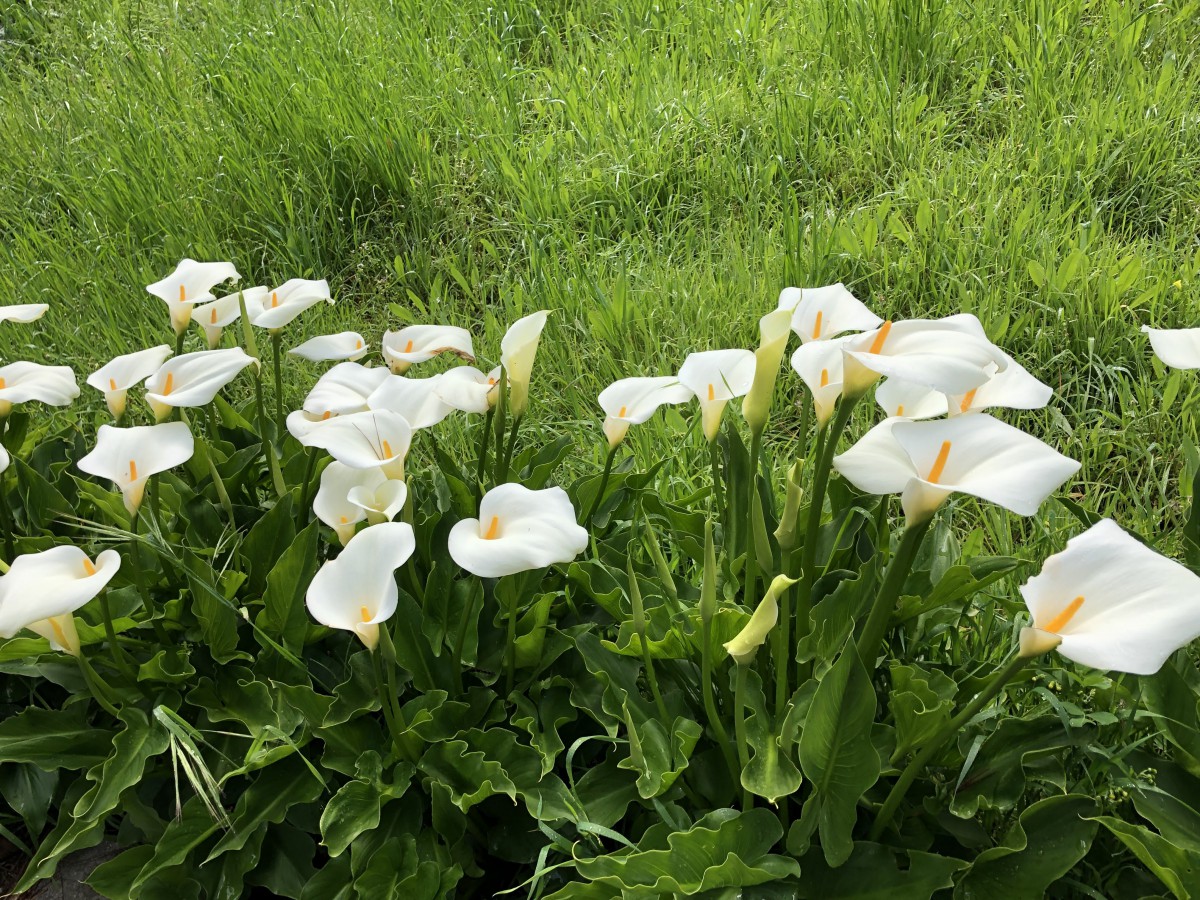 A lush garden filled with blooming white flowers amidst vibrant green foliage.