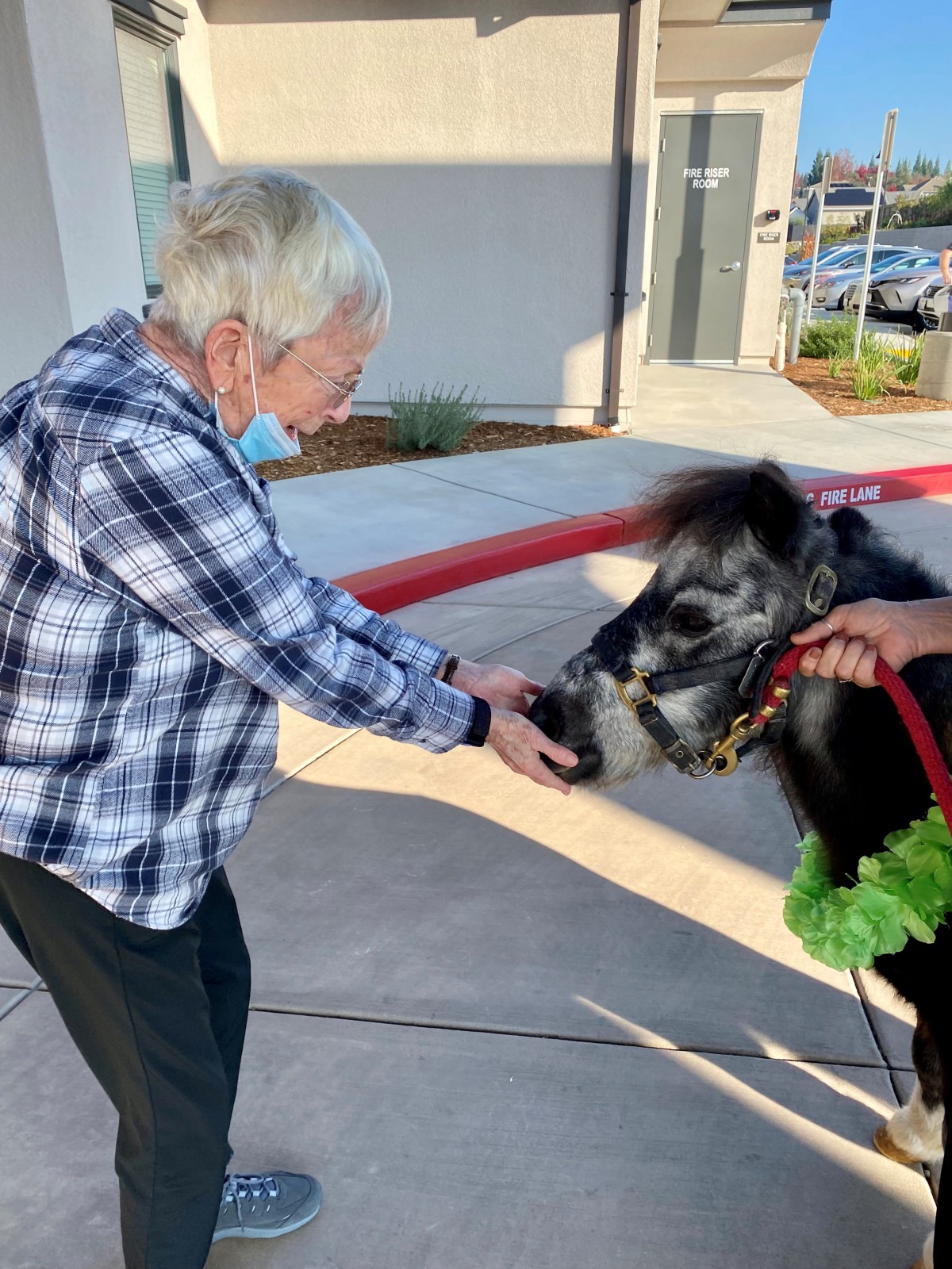 An elderly person interacting with a miniature horse outside.