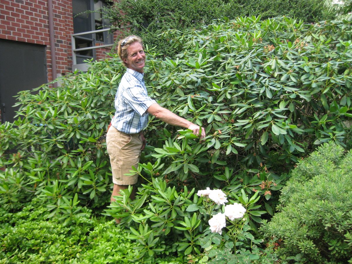 A person tending to a garden with lush greenery.