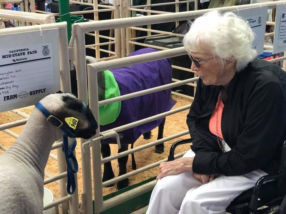 An elderly person interacts with a sheep at an indoor farm event.