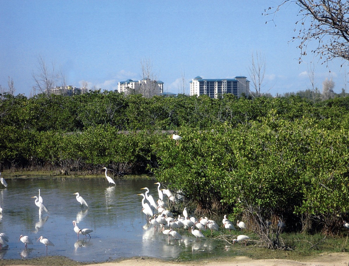 A group of birds gathered in a small water body surrounded by greenery, with buildings visible in the background.