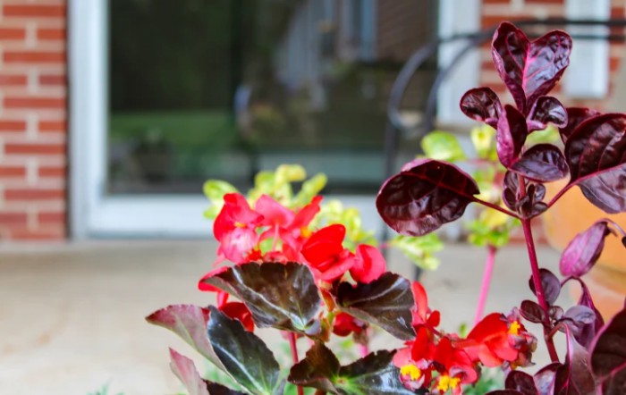 Bright red flowers with deep-colored leaves in a garden setting.