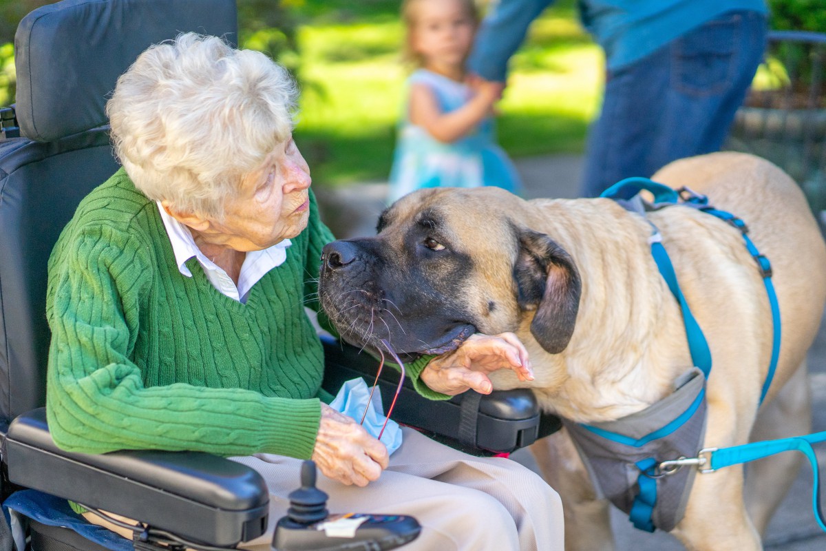 An elderly woman in a wheelchair interacts with a large service dog outdoors.