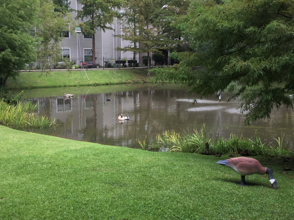 A serene pond surrounded by lush greenery and buildings, with birds gracefully gliding on the water.