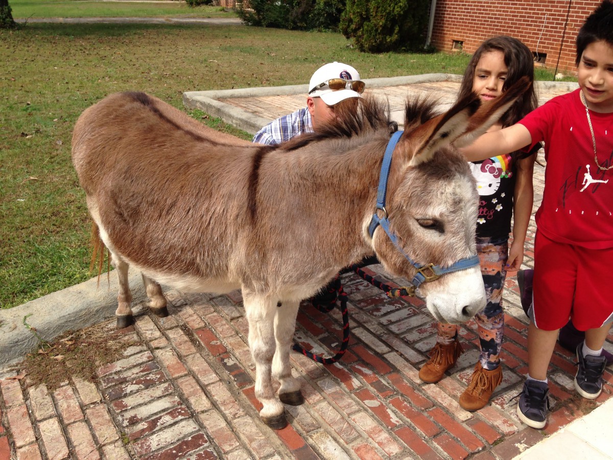Children petting a donkey outdoors.
