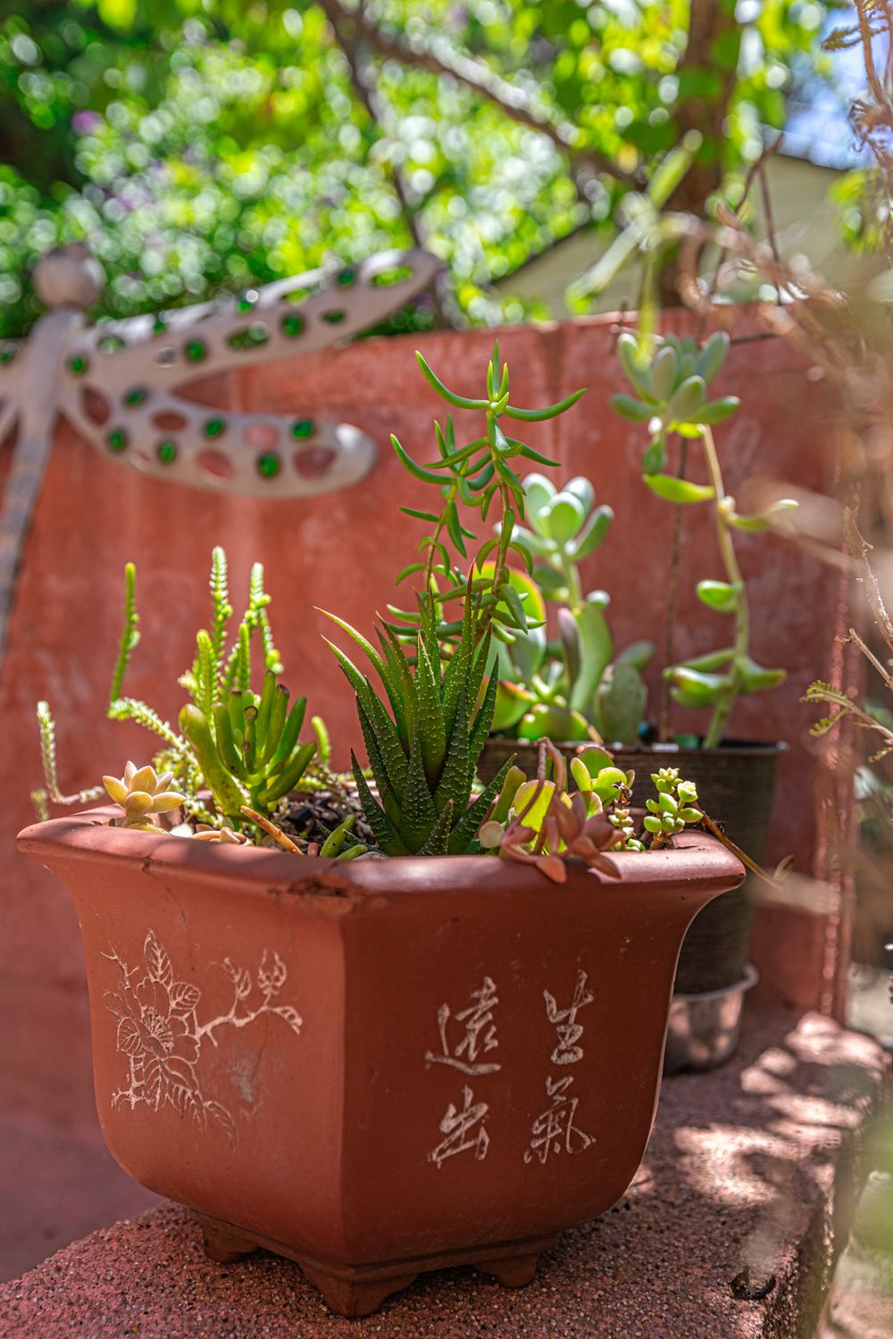 A variety of succulents growing in a decorative planter in an outdoor garden setting.