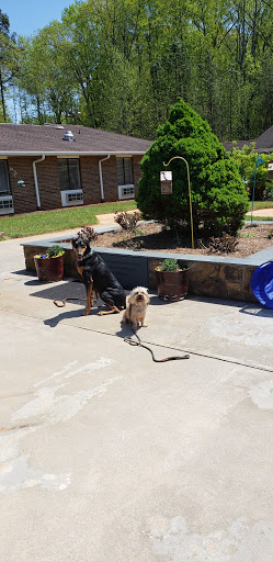 Two dogs enjoying a sunny day in the garden, patiently waiting.