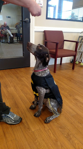 A dog dressed in a superhero costume, ready to save the day!