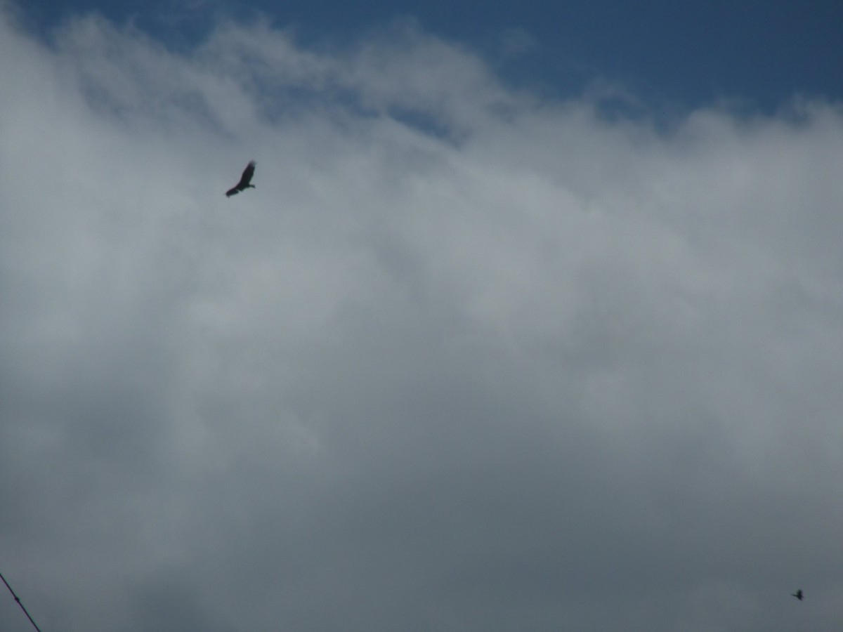A solitary bird soaring through a cloudy sky.