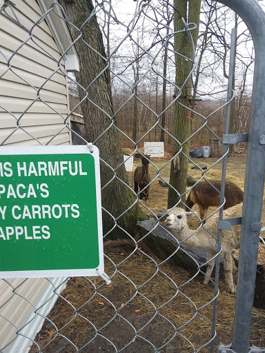 A warning sign indicating that alpacas should not be fed carrots and apples, alongside the animals themselves.