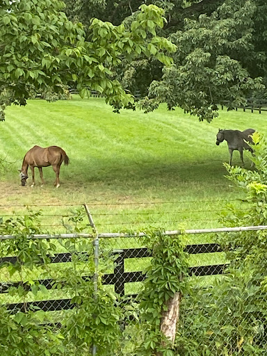 Two horses grazing peacefully in a lush green pasture.