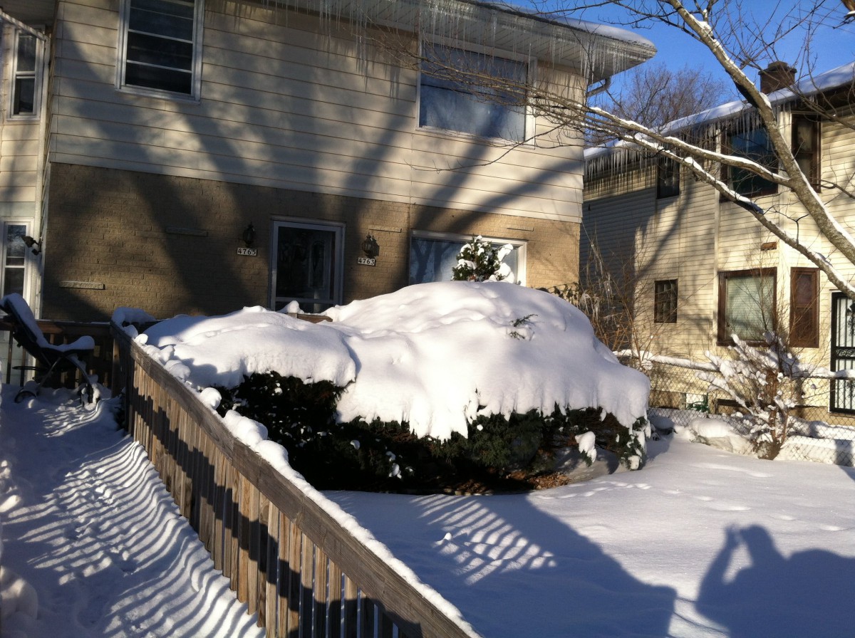 A snow-covered bush in front of a house on a sunny winter day.