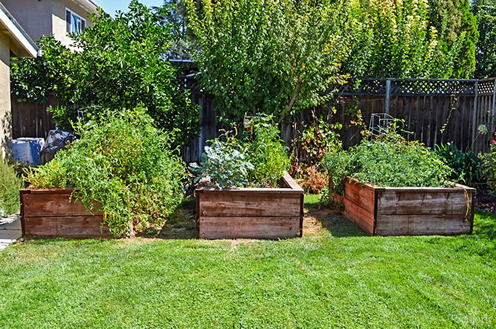 A lush garden with wooden raised beds filled with various plants and vegetables.