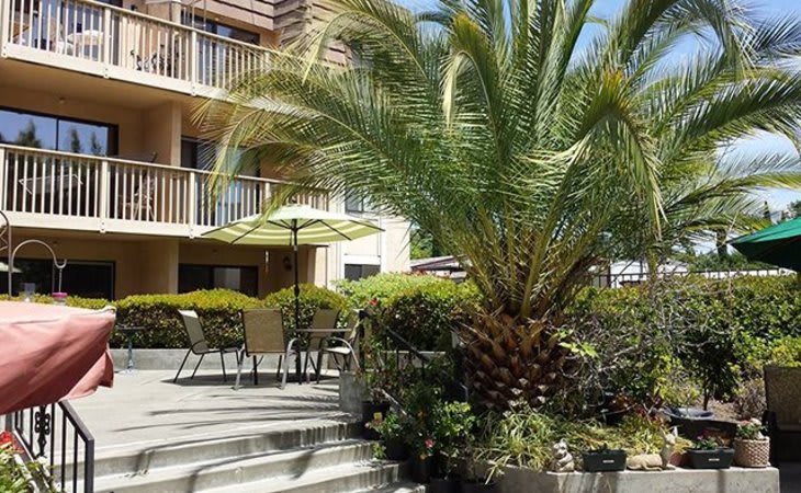 A sunny outdoor patio area with a palm tree, seating, and umbrellas next to a building.