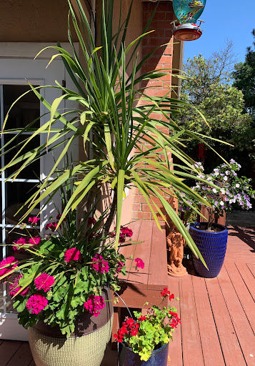 A sunny outdoor space featuring vibrant flowers and lush greenery.