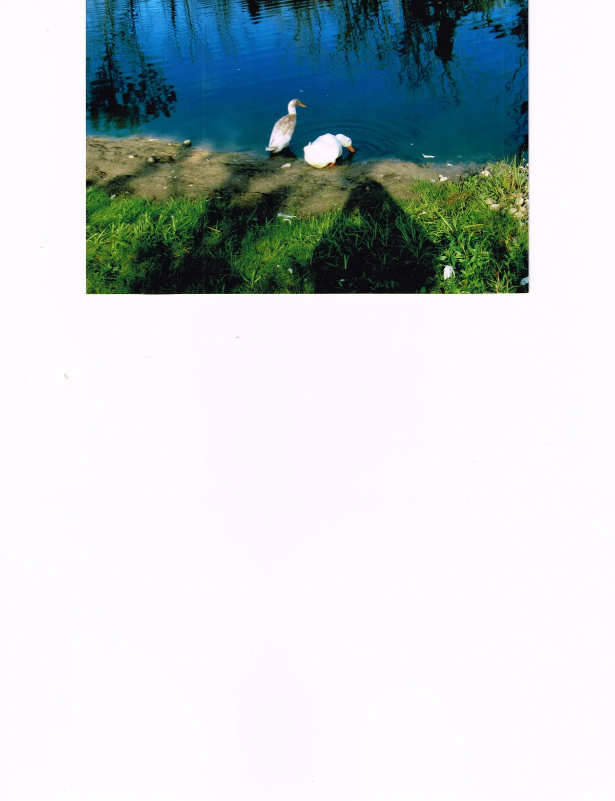 A pair of swans by the lake basking in the sunlight.