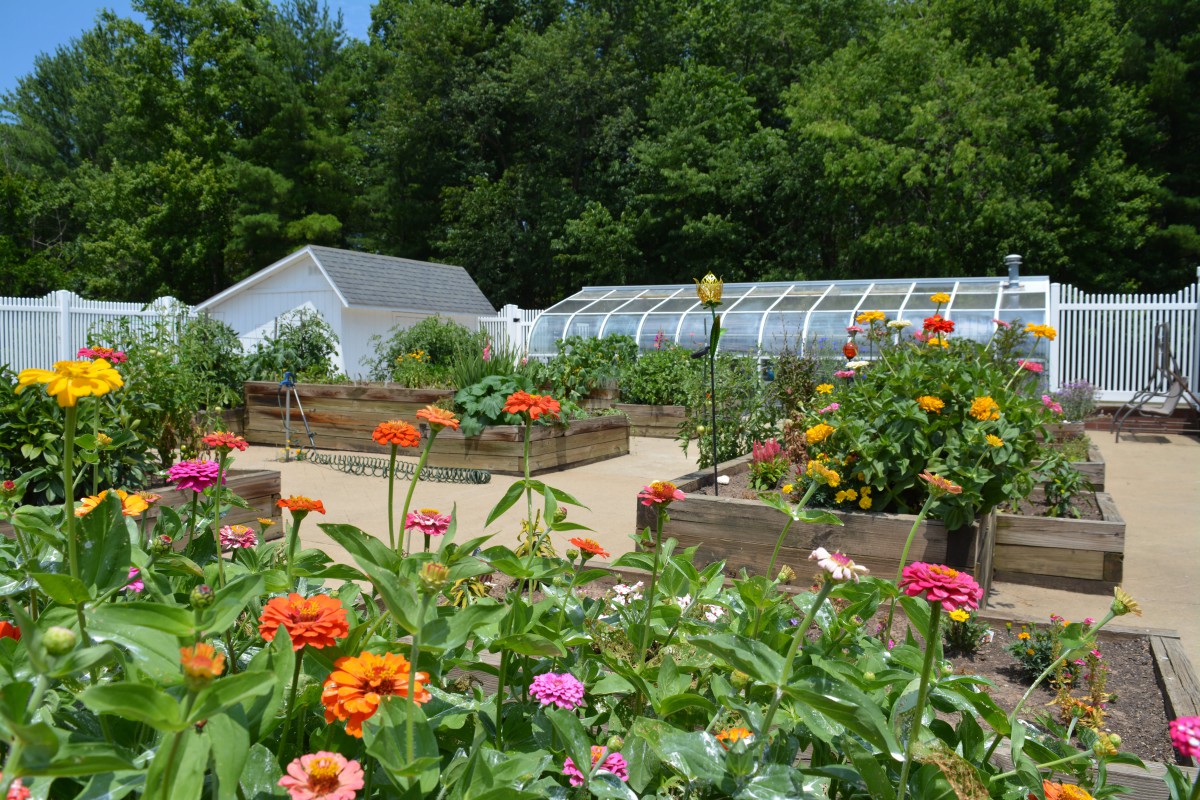 A vibrant garden with various flowers and greenhouses in the background.