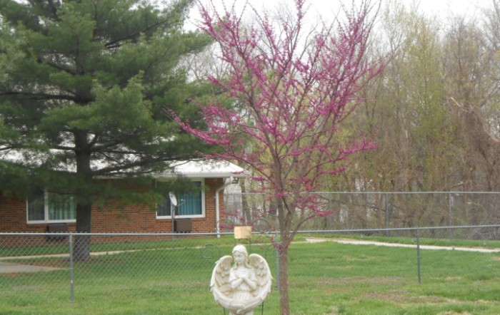 St Peters Manor Care Center