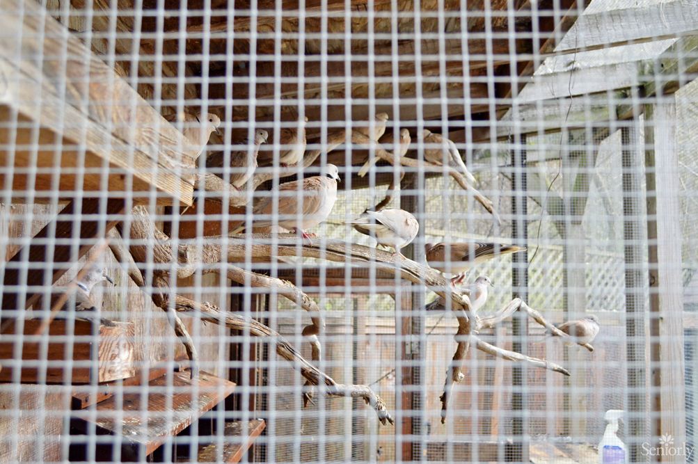 A bird perched on a branch inside a cage.
