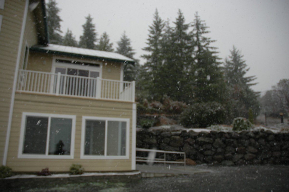 A house surrounded by trees during a snowfall.