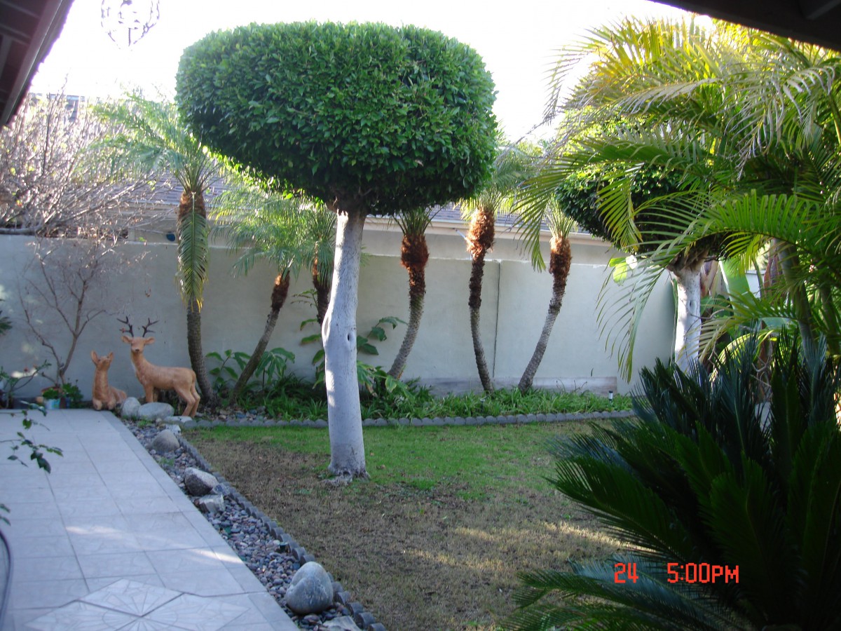 A well-maintained garden with trimmed trees and lush greenery.