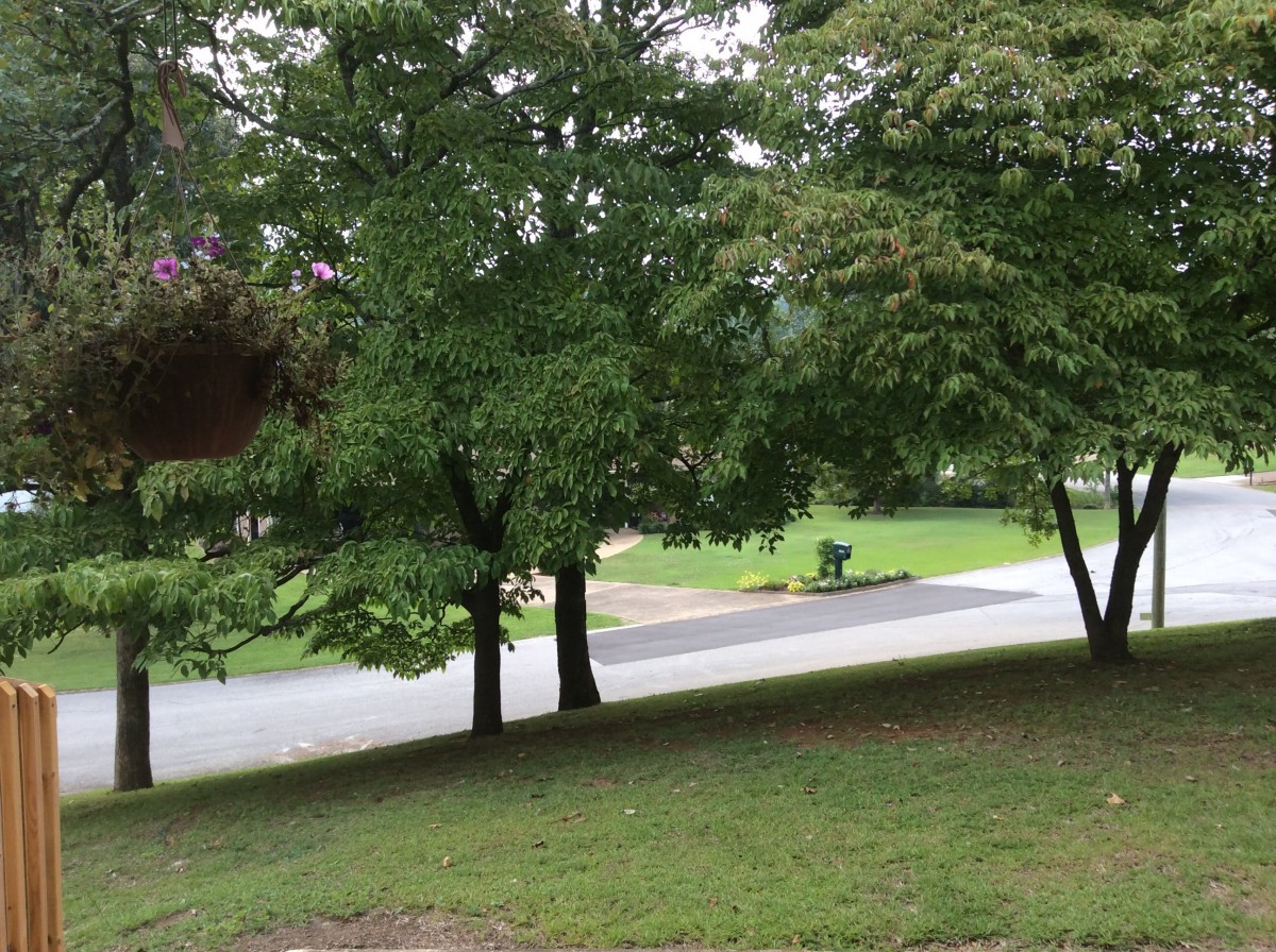 A serene outdoor scene with lush green trees and a road.