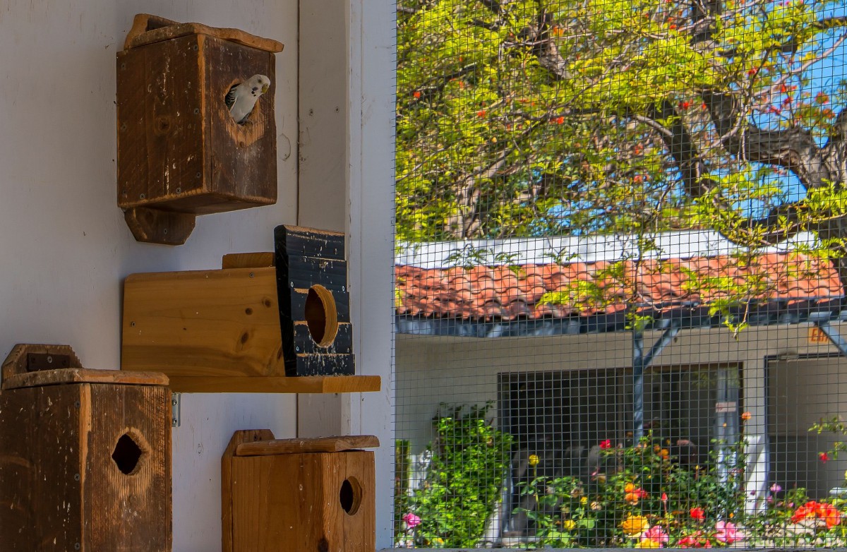 A collection of wooden birdhouses is mounted on a wall, overlooking a garden through a window.