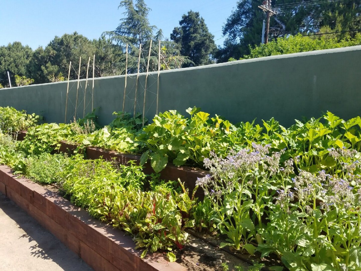 A thriving vegetable garden with raised beds under a clear, sunny sky.