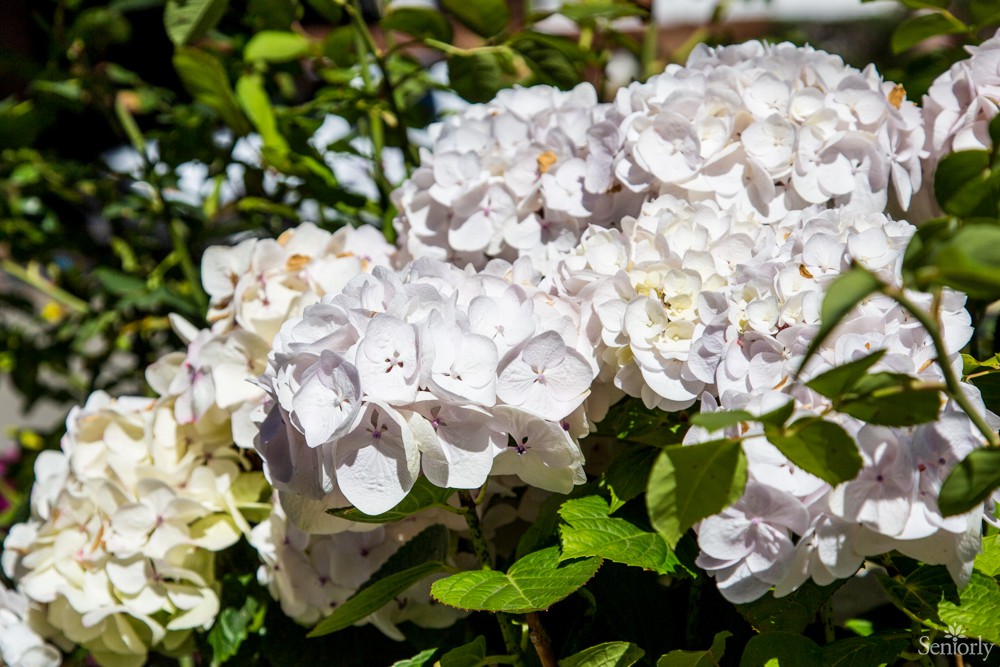 A cluster of white hydrangea blooms basking in sunlight.