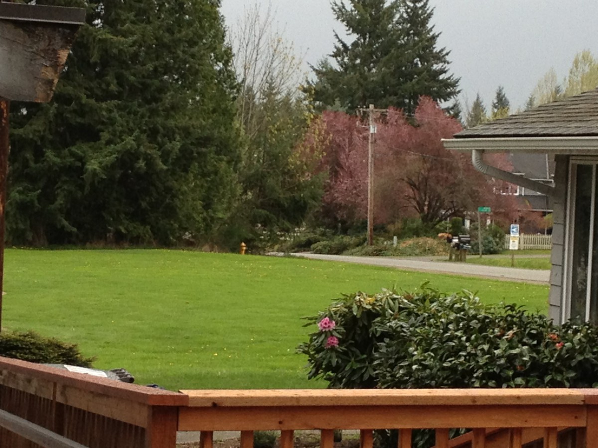 A suburban backyard with a green lawn, bordered by trees and a wooden fence.