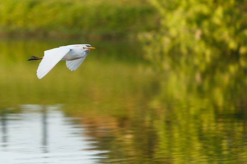 A white bird gracefully flying over a calm body of water with its reflection visible below.