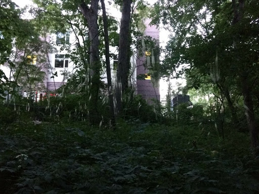 A secluded view of a building partially hidden by dense forest.