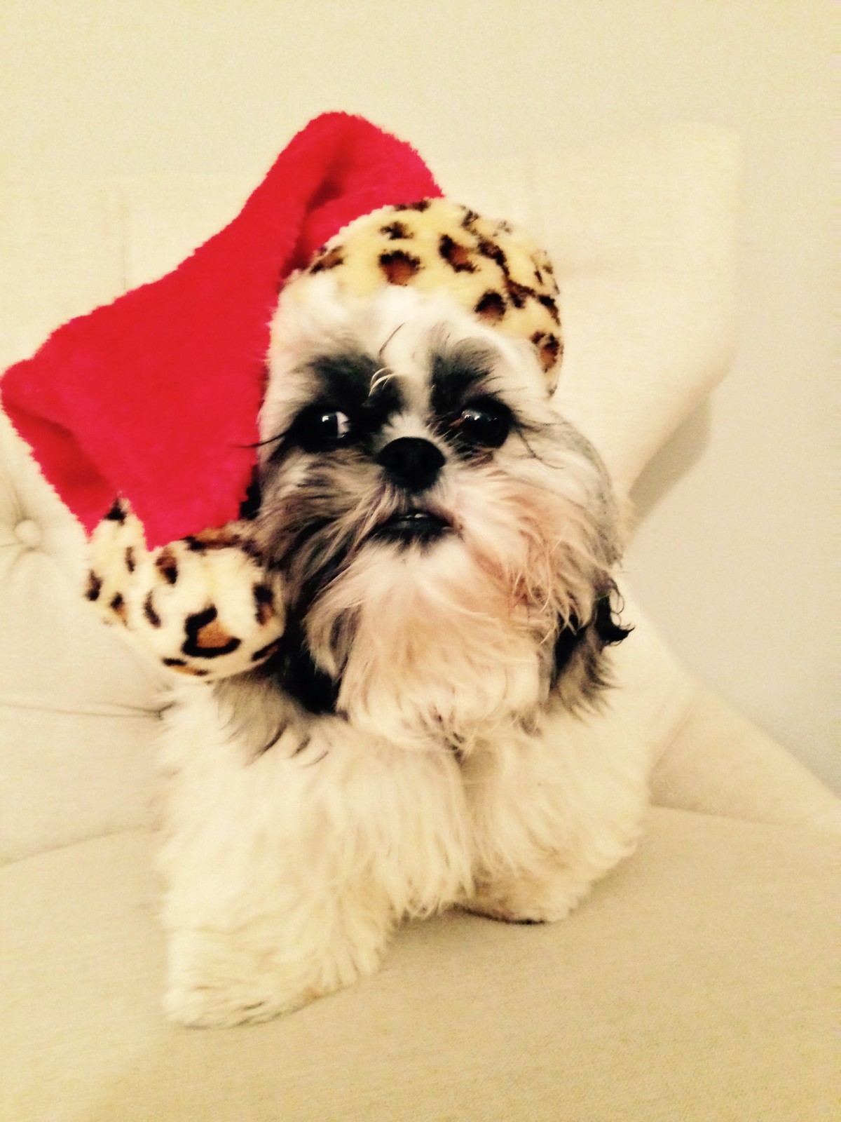 A cute dog wearing a festive Santa hat.