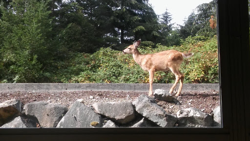 A deer standing near a rocky area, surrounded by lush greenery.